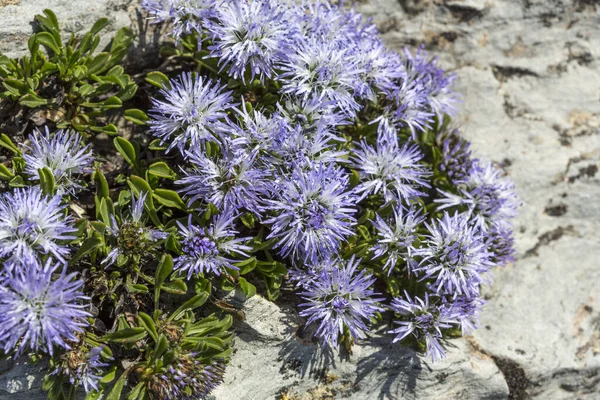 Fiore Palla Forma Cuore Globularia Cordifolia Nelle Alpi — Foto Stock