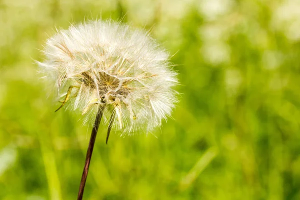 Close Dandelion Clock Green Blurry Background — Stock Photo, Image