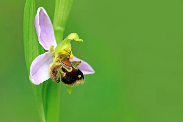 Orchidée Des Abeilles Ophrys Apifera — Photo