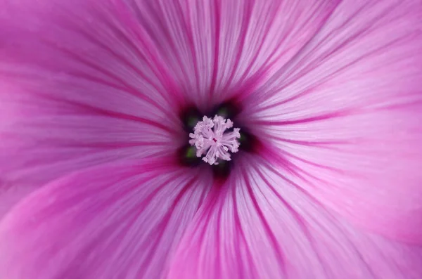 Όμορφα Ανθισμένα Λουλούδια Φόντο Της Φύσης — Φωτογραφία Αρχείου