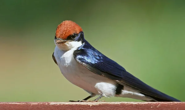 Vista Bellissimo Uccello Natura — Foto Stock