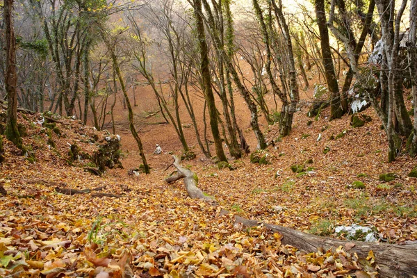 Vista Hojas Árboles Secos Los Sumideros Trieste —  Fotos de Stock