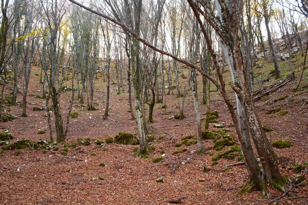 Vista Folhas Secas Árvores Nos Sumidouros Trieste — Fotografia de Stock
