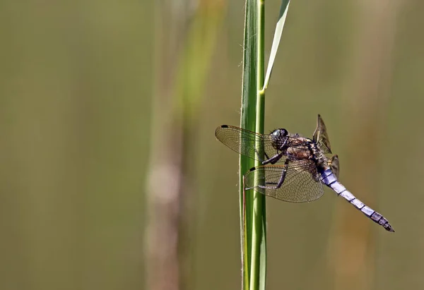 Vue Macro Rapprochée Insecte Libellule — Photo