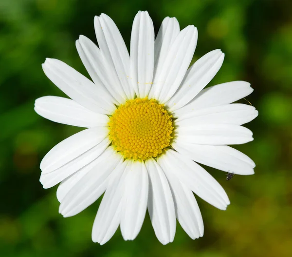 Daisy Full Bloom — Foto de Stock