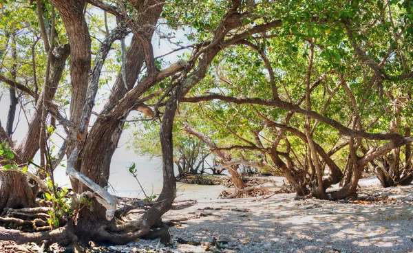 Manguezais Flórida Nas Dez Mil Ilhas — Fotografia de Stock