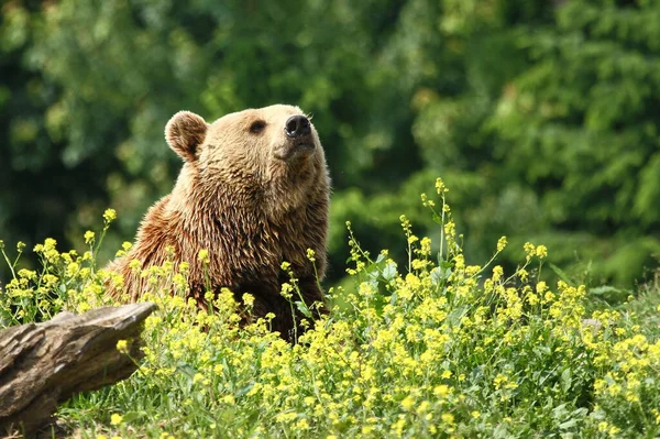 Různá Zvířata Selektivní Zaměření — Stock fotografie