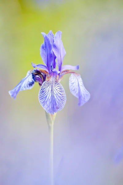 Vista Vicino Del Bellissimo Fiore Giglio — Foto Stock