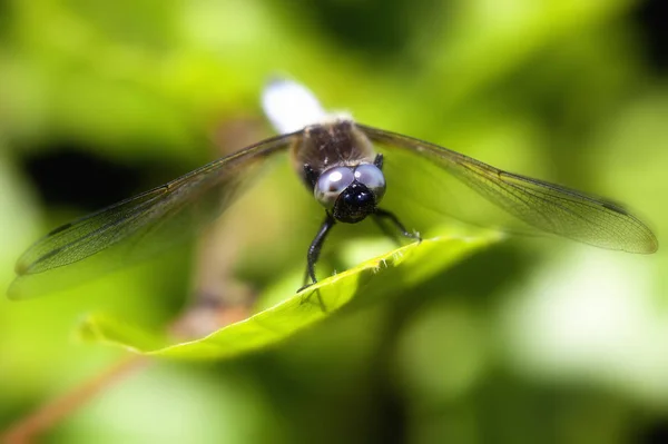 Plattbauch Libellula Depressa Makro Záběru — Stock fotografie