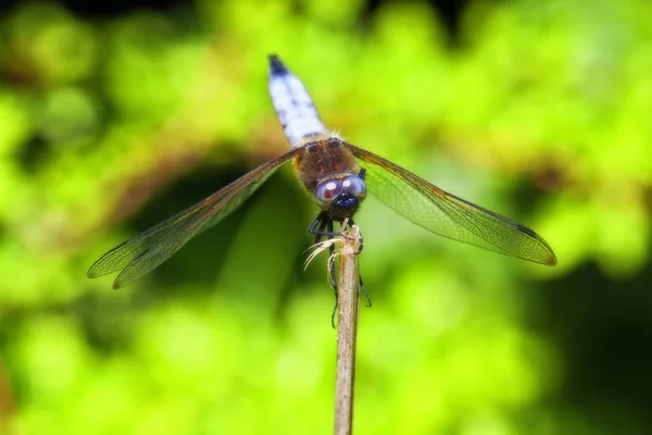 Plattbauch Libellula Depressa Dans Une Macro Photo — Photo