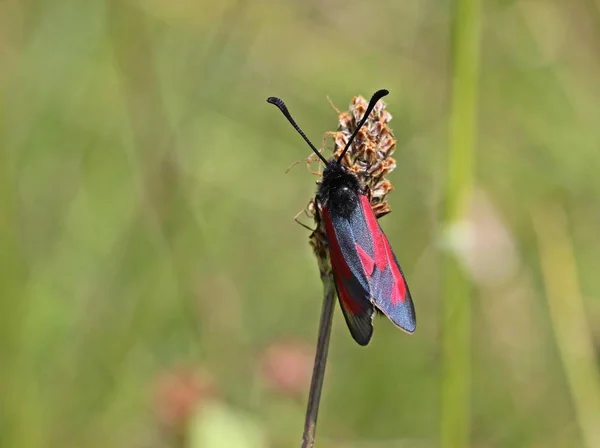 Чабрец Zygaena Purpuralis — стоковое фото