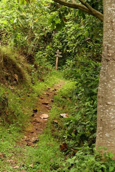 Caminho Exuberante Floresta Verde Selva Trilha Com Velho Sinal Madeira — Fotografia de Stock
