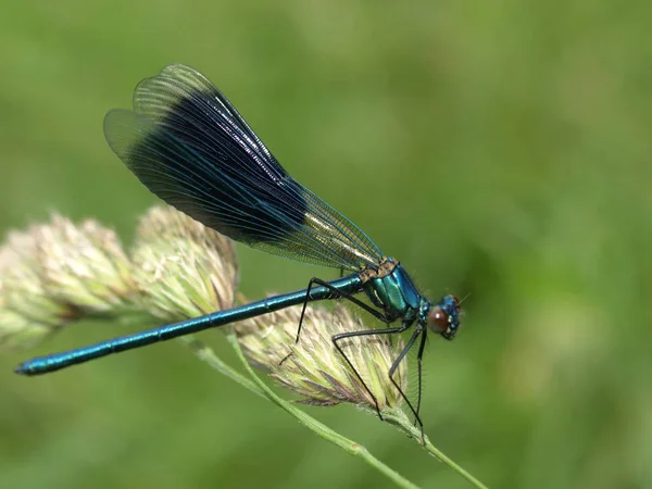 Detailní Makro Pohled Hmyz Vážky — Stock fotografie