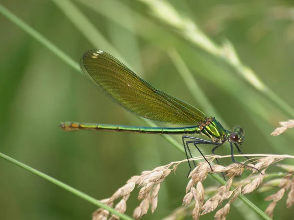 Insetti Libellula Flora Fauna — Foto Stock