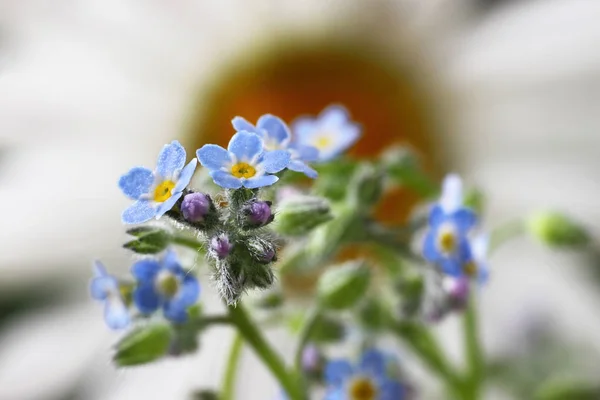 Natursköna Vackra Färgglada Glömma Mig Inte Blomma — Stockfoto