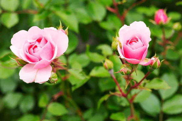 Ros Ros Upp Blomman Rosenbusch — Stockfoto