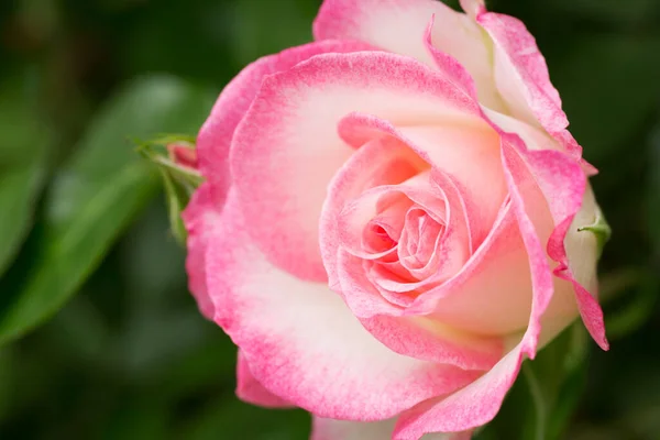 Rosa Rosa Primer Plano Flor Rosal — Foto de Stock