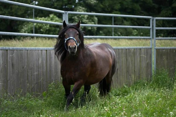 Fellpony Roundpen Fell Pony Roundpen Pen — Foto de Stock