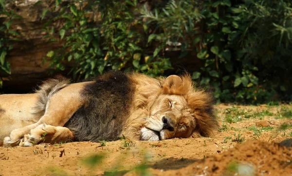 Afrikaanse Leeuw Wilde Grote Kat Dier — Stockfoto