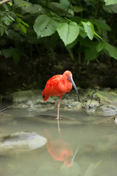 Vue Panoramique Bel Oiseau Nature — Photo