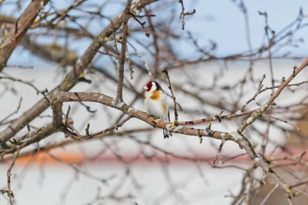 Schöner Vogel Stieglitz Sitzt Auf Einem Kahlen Zweig Des Frühlings — Stockfoto