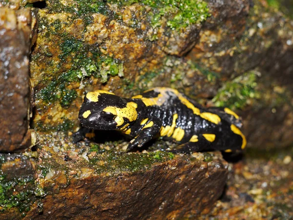 Fire Salamander Salamandra Salamandra — 스톡 사진