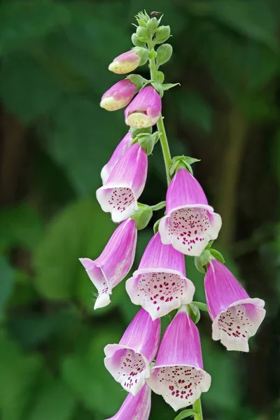 Foxglove Sinos Flores Flora — Fotografia de Stock