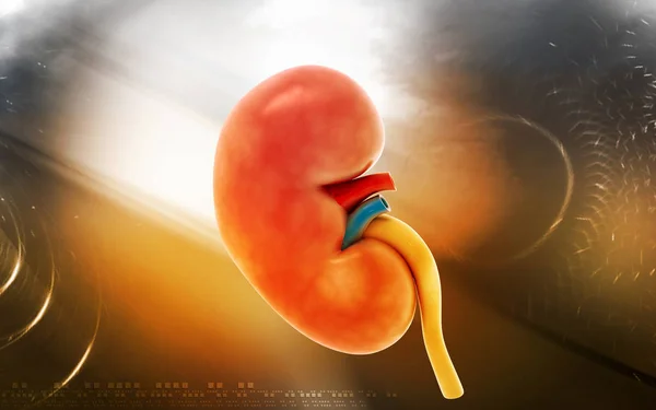 Digital Illustration Kidney Colour Background — Stock Photo, Image