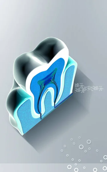 Digital Illustration Teeth Cross Section Colour Background — Stok fotoğraf