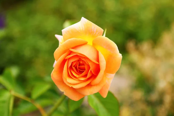 Imagen Muestra Una Rosa Naranja Sobre Fondo Verde Borroso — Foto de Stock