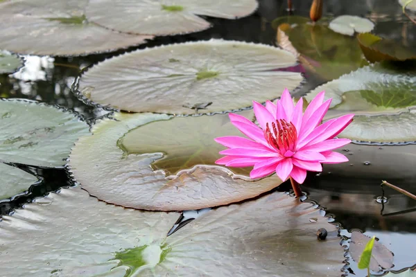 Fleurs Lotus Rose Sur Étang — Photo