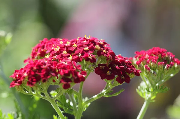 Close View Decorative Plant — Stock Photo, Image