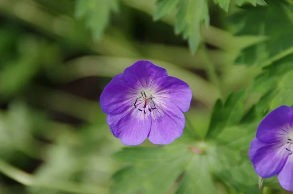 夏の花や植物や花弁は — ストック写真