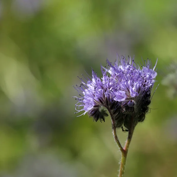 Schöne Botanische Aufnahme Natürliche Tapete — Stockfoto