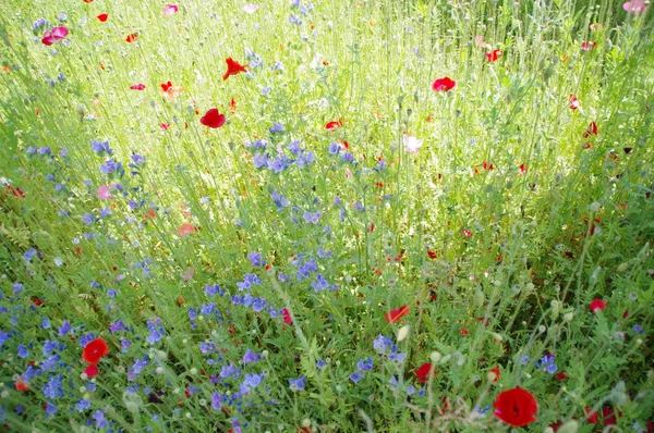 View Beautiful Green Meadow — Stock Photo, Image