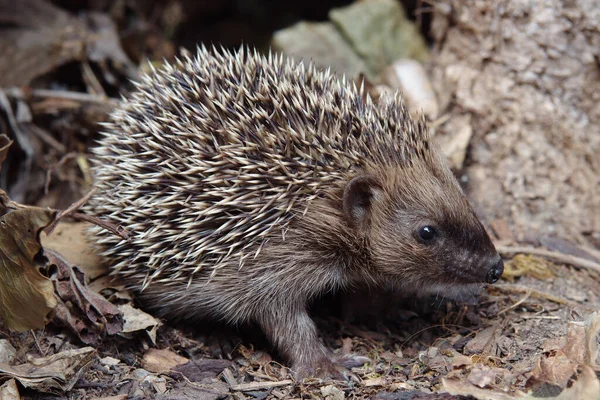 Jonge Dieren Selectieve Focus — Stockfoto