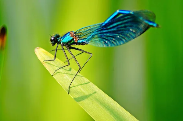 Muška Vážka Hmyz Odonata Fauna — Stock fotografie