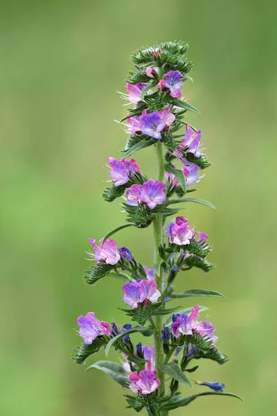 Časté Adderhead Echium Vulgare — Stock fotografie