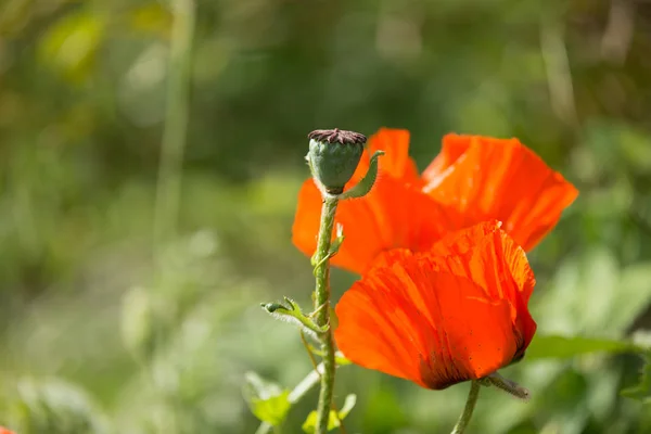 Närbild Röd Vallmo Blomma Solig Dag — Stockfoto