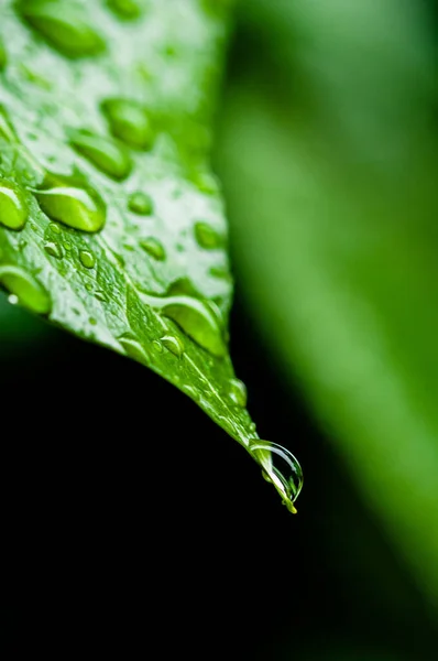 Morning Dew Green Leaves — Stock Photo, Image