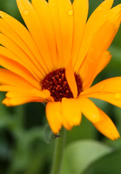 Caléndula Maceta Calendula Officinalis Con Gotas Lluvia — Foto de Stock