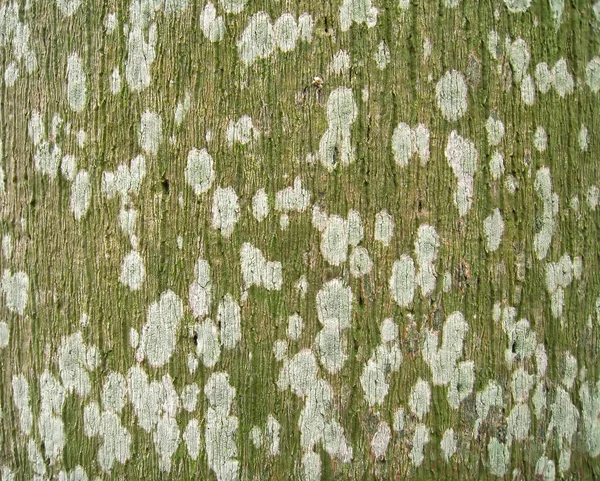 Palmträdet Bark Med Konstiga Och Vackra Vita Prickar — Stockfoto