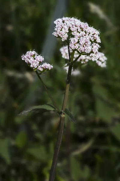 Bergvaleriaan Valeriana Montana Alpen — Stockfoto