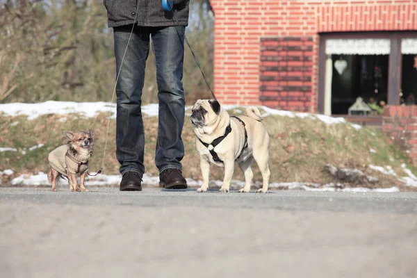 Mujer Joven Con Perro Parque — Foto de Stock