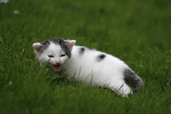 猫宝宝在草地上 — 图库照片