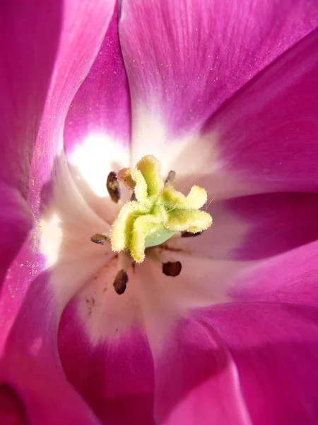 Schöne Tulpen Blumen Blütenblätter Flora — Stockfoto
