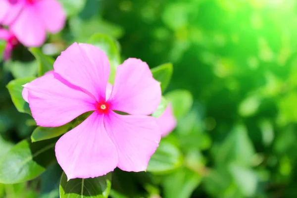 Belles Fleurs Roses Dans Jardin — Photo