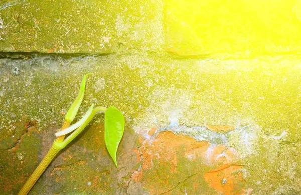 Pared Piedra Con Verde —  Fotos de Stock