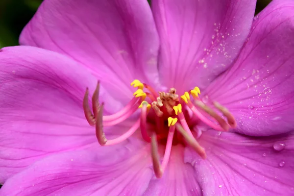 Krásné Růžové Květy Zahradě — Stock fotografie