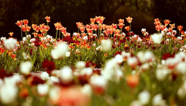 Kolorowe Tulipany Kwiaty Złożone — Zdjęcie stockowe